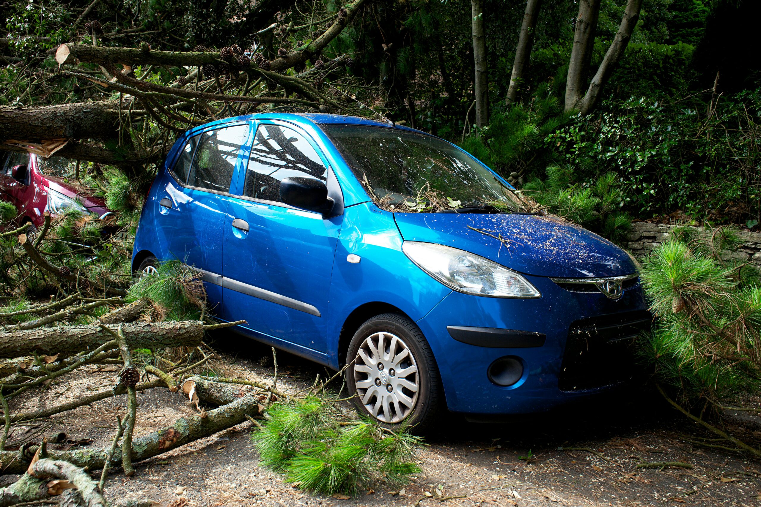 Voiture sous un arbre couché